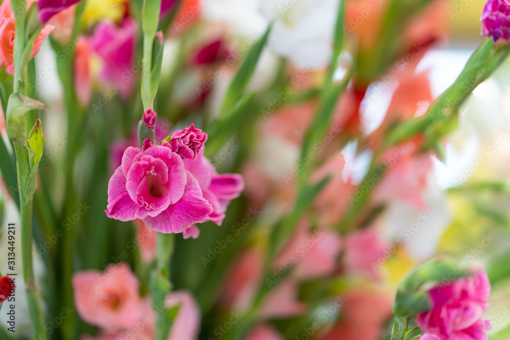 Beautiful blossom gladiolus in vase. Beautiful blossom gladiolus in vase.