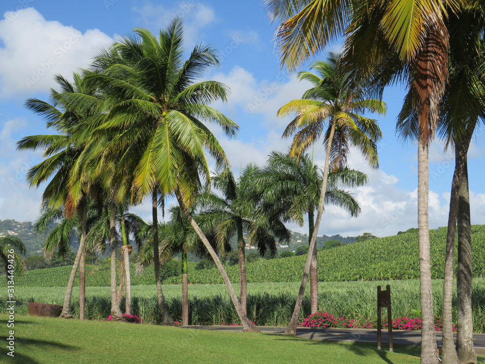 Tropical garden with grass, palm trees, sugar cane and banana plantation with caribbean blue sky.