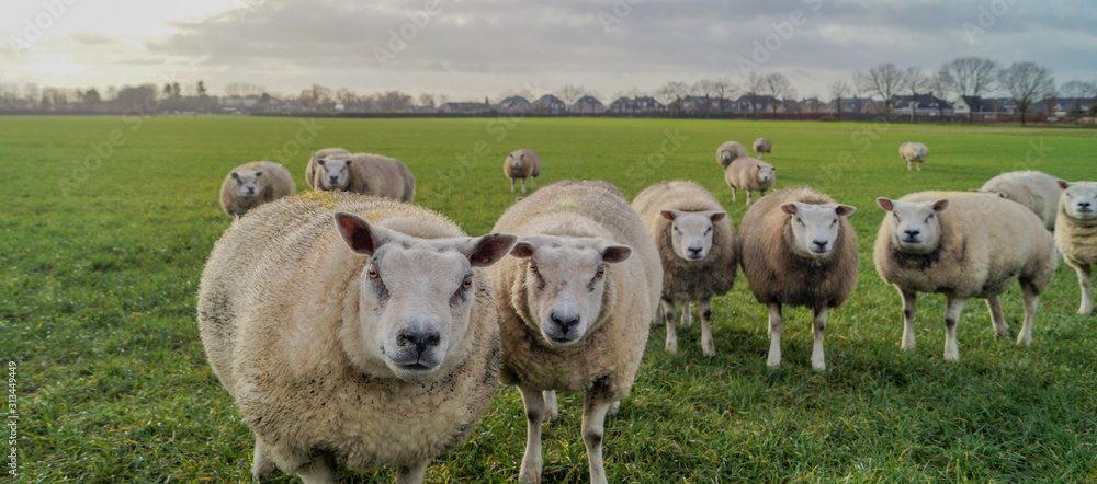 Obraz premium flock of sheep in the field