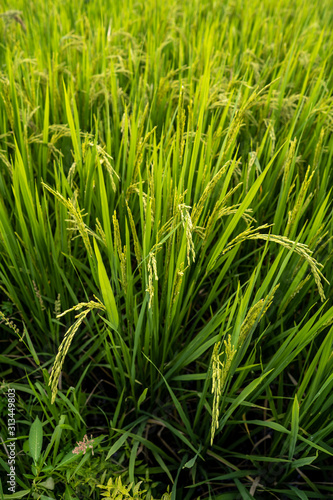 Rice paddy field.