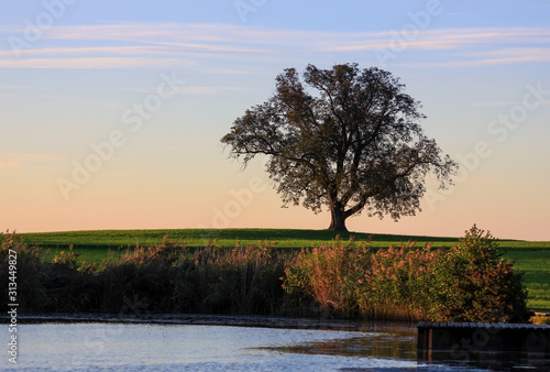 A single tree at a pond during sunset