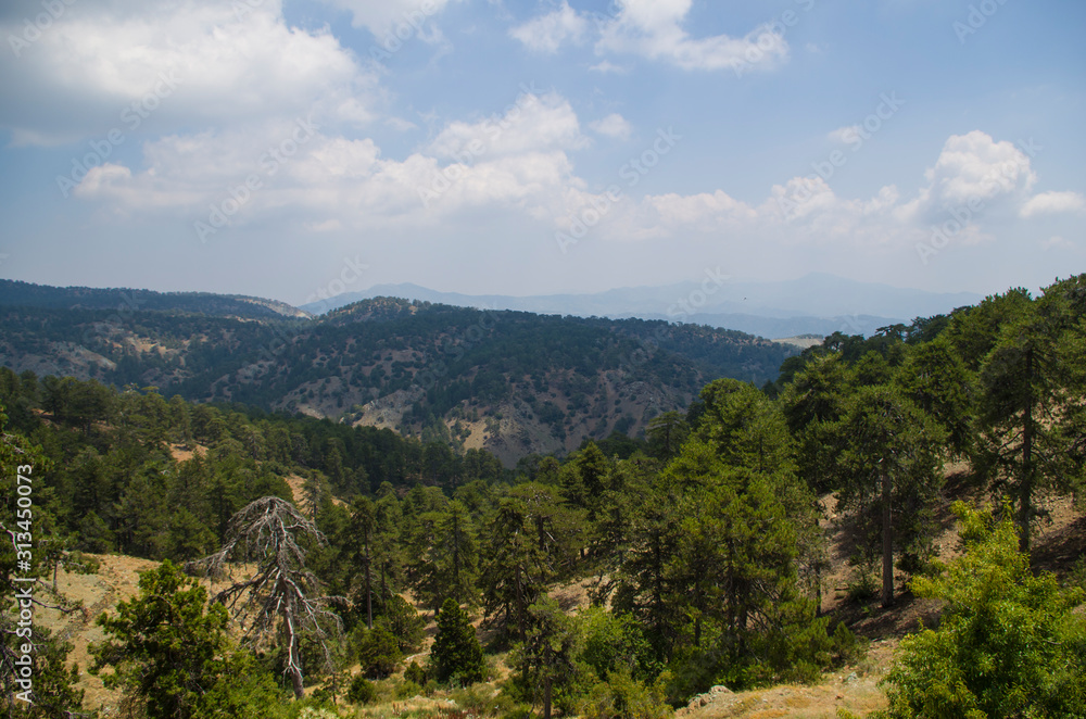 The summer sunny forest in Troodos mountains, Cyprus