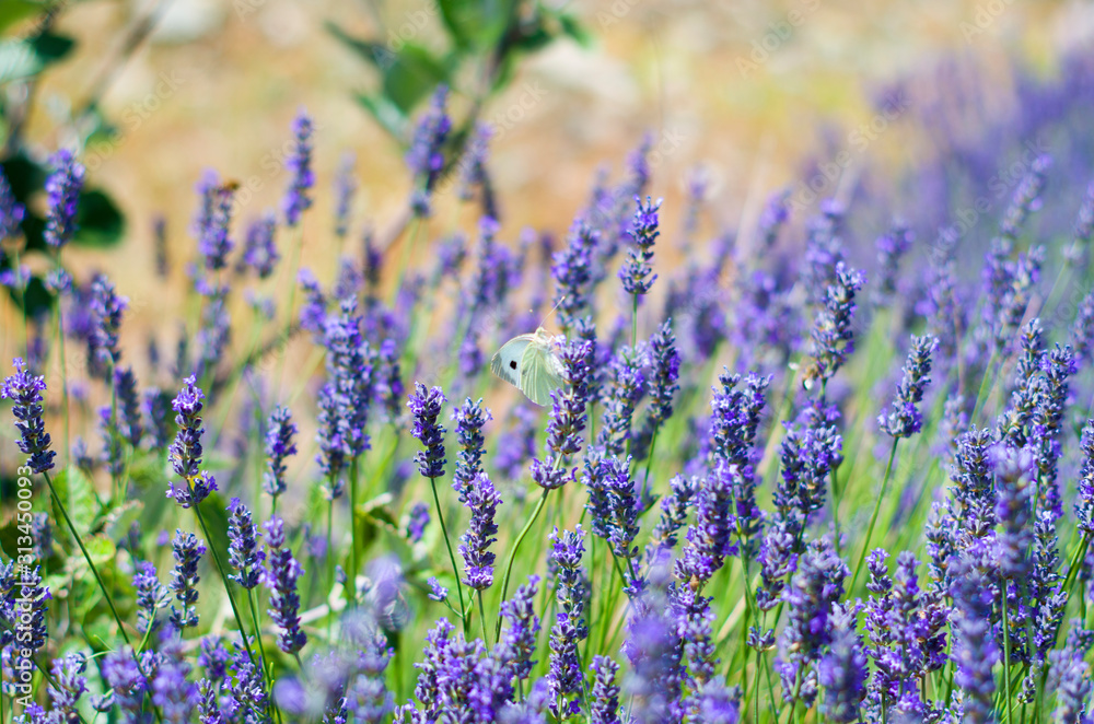 Wild flowers of lavender and butterfly in a meadow in nature in the rays of sunlight in summer or spring. Close-up of a macro. A picturesque colorful artistic image with a soft focus