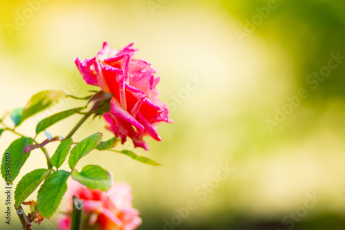 Pink rose flower with raindrops. Beautiful pink rose in a garden. Rose flower bloom on blurry background. Copy space