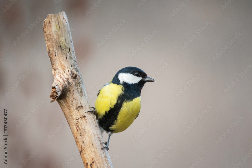 Naklejka premium Great tit, Parus major, sitting on a stick on a beautiful background