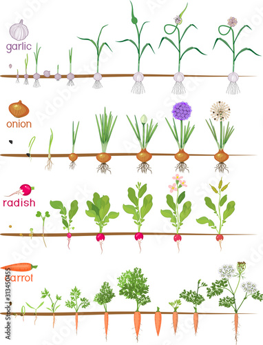 Set of life cycles of vegetable plants (garlic, radish, carrot and onion). Stages of vegetable plant growth from seed and sprout to harvest isolated on white background