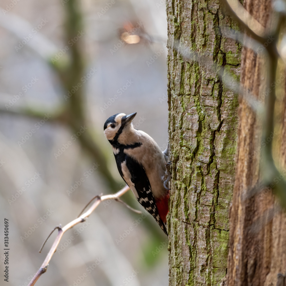 Great Spotted Woodpecker on Side of a Tree Great Spotted Woodpecker on Side of a Tree