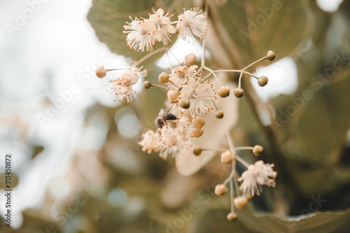 bee collecting honey