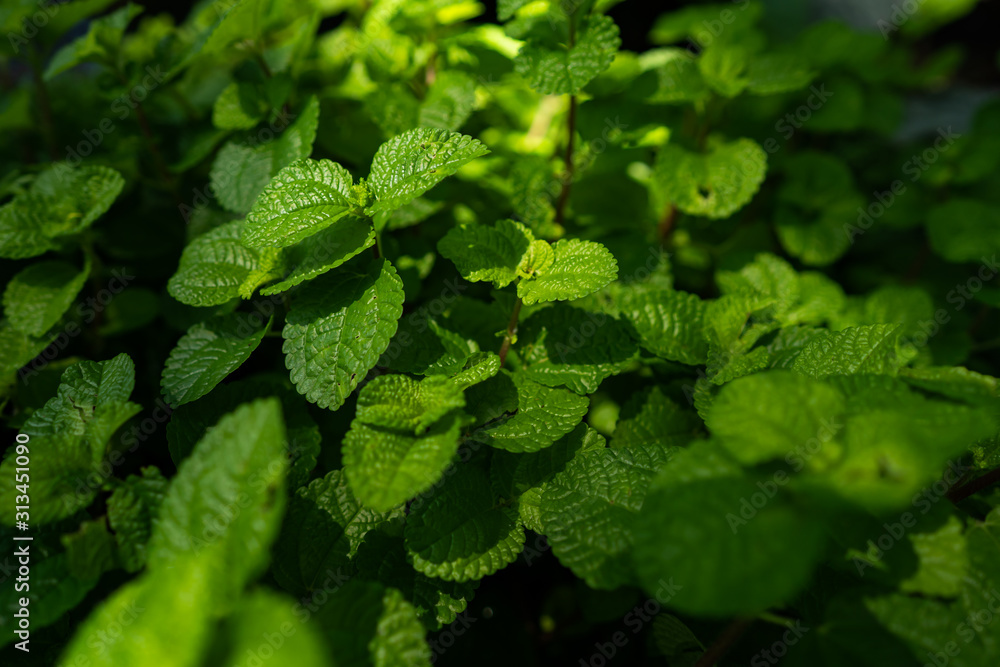 peppermint herb or vegetables for cook , The plant is useful in cooking as herb. peppermint herb or vegetables for cook , The plant is useful in cooking as herb.