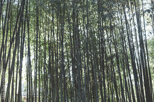 Bamboo forest natural background. Japanese garden design, gardening. Spa or Zen concept.
