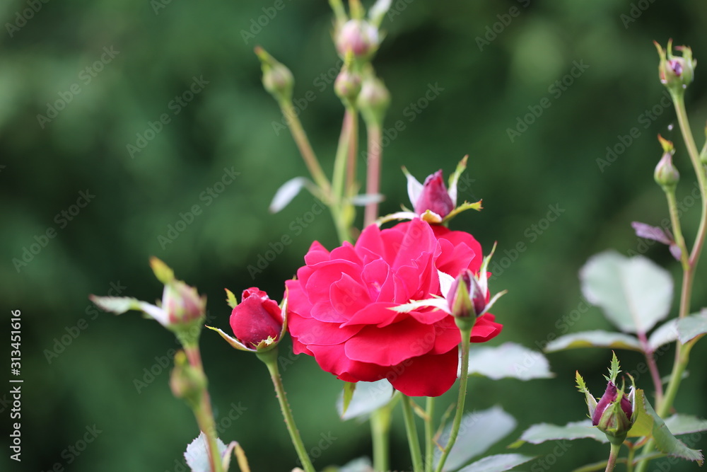 róża kwitnąca z pąkami