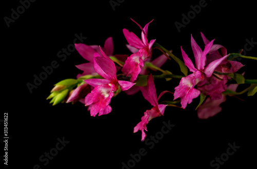 Orchids.Purple orchids is considered the queen of flowers in Thailand.Purple orchids isolated on black background.