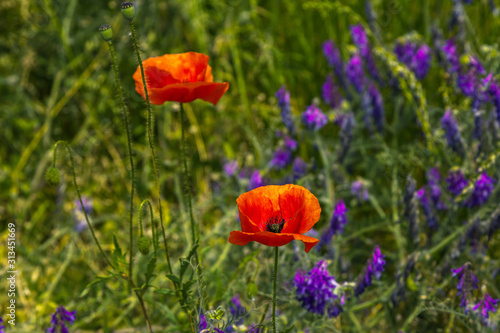 Meadow with wildflowers – red poppies and purple Vicia cracca or cow vetch flowers and green grass. Summer field. 