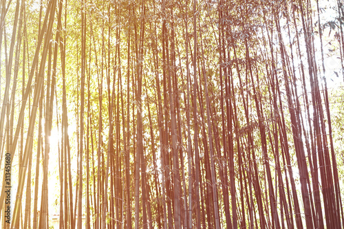 Bamboo forest natural background. Japanese garden design  gardening. Spa or Zen concept.