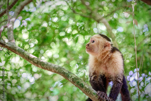 Monkey on a tree branch in the jungle looking forward