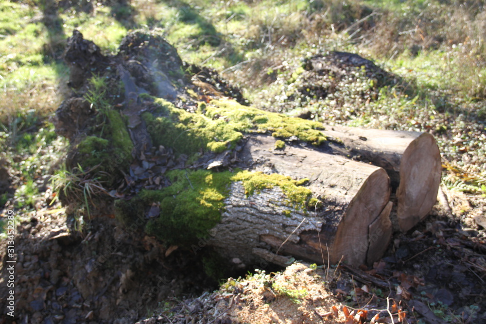 Fototapeta premium Souche d'arbre déracinée 