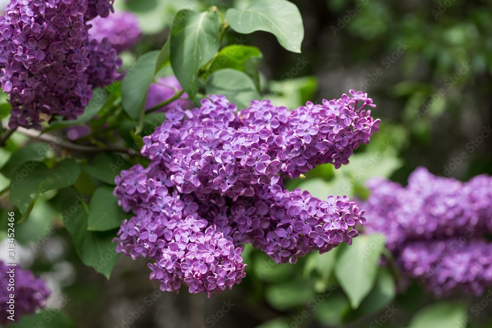 Obraz premium Fioletowy kwitnący bez