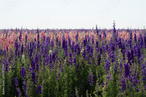 pink  white  yellow  and purple flowers blooming in stripes in a flower field