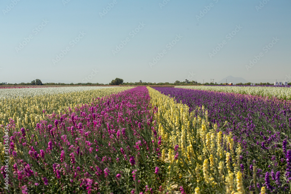 pink, white, yellow, and purple flowers blooming in stripes in a flower field