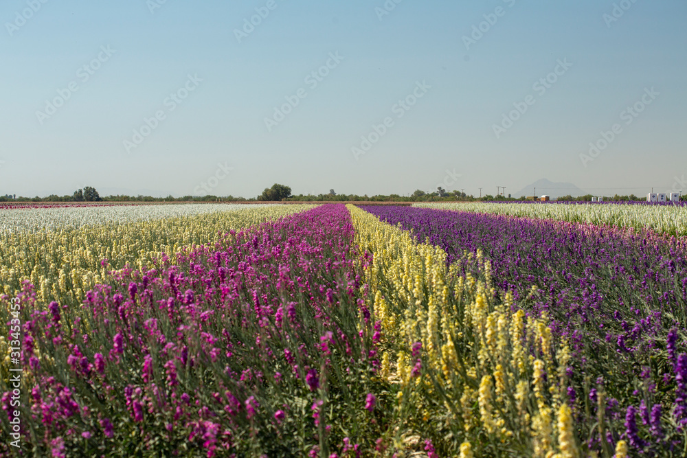 pink, white, yellow, and purple flowers blooming in stripes in a flower field pink, white, yellow, and purple flowers blooming in stripes in a flower field