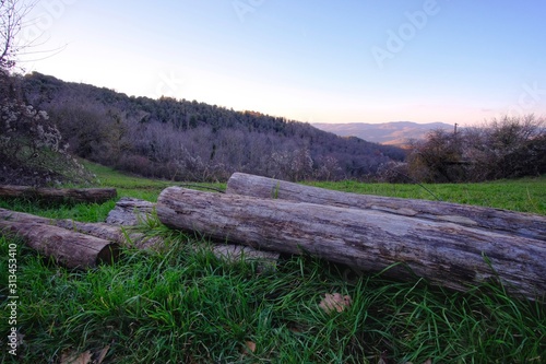 Fototapeta Naklejka Na Ścianę i Meble -  trees cut in the countryside, in Umbria