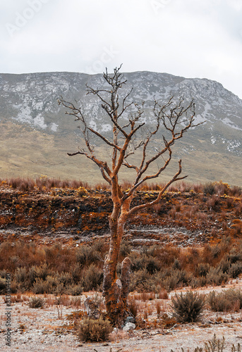 Close-up of a dried tree with moutains in the background in Ireland