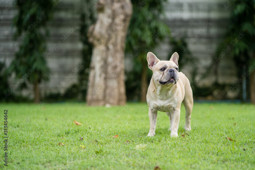 Cute looking french bulldog standing at park. Cute looking french bulldog standing at park.