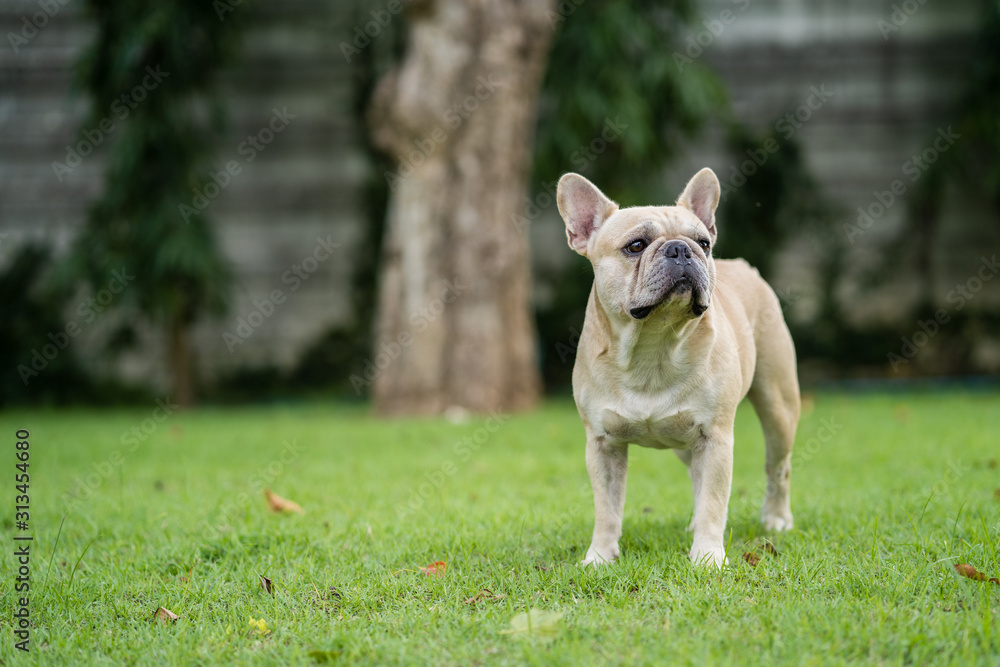 Cute french bulldog standing at park outdoor.