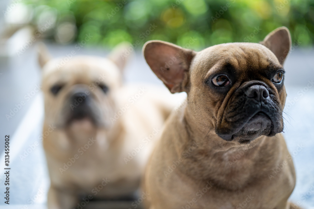 Cute french bulldogs are waiting for their owner for morning walk.