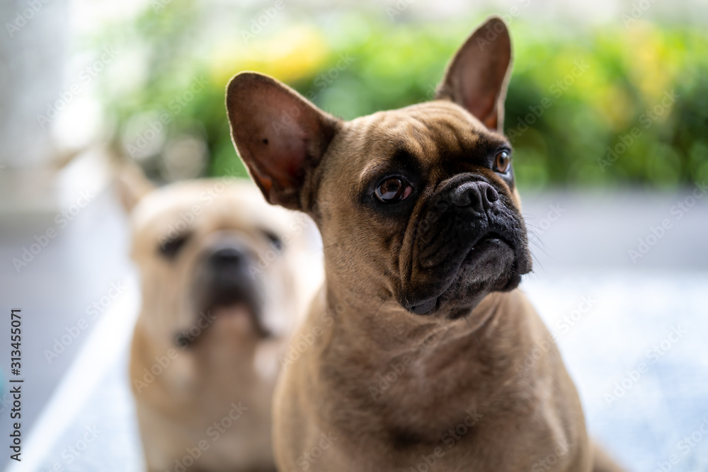 Cute french bulldogs are waiting for their owner for morning walk.