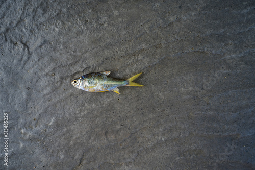 Dead fish on grey textured tile.