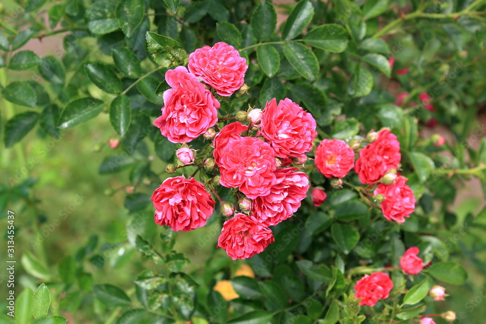 Beautiful blooming pink roses on a green background Beautiful blooming pink roses on a green background
