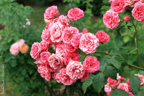 Beautiful blooming pink roses on a blurry green background