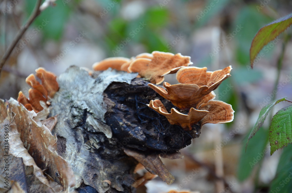 Fungi in winter Fungi in winter