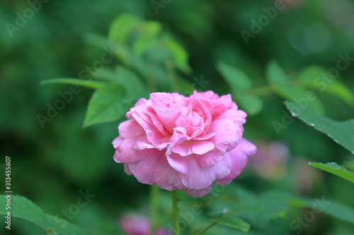 Charming pink rose on a blurry green background