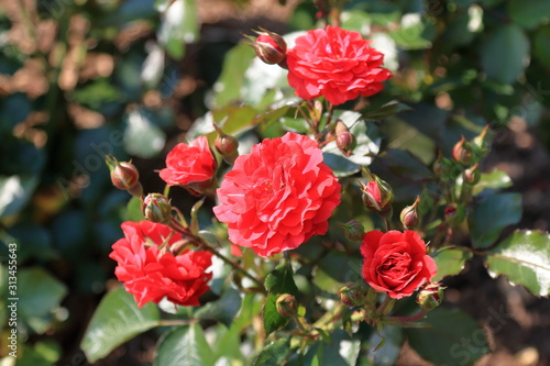 Beautiful red roses and buds on a blurred background