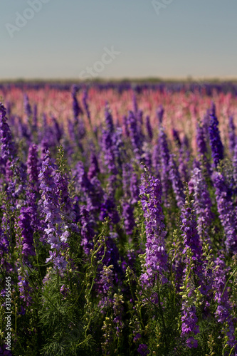 pink  white  yellow  and purple flowers blooming in stripes in a flower field