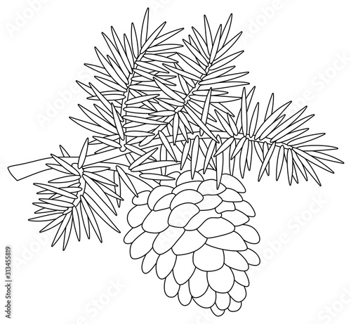 Big cone hanging on a prickly fir-tree branch, black and white vector cartoon illustration on a white background