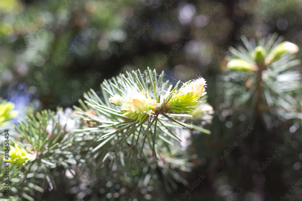spruce branch with young shoots spruce branch with young shoots