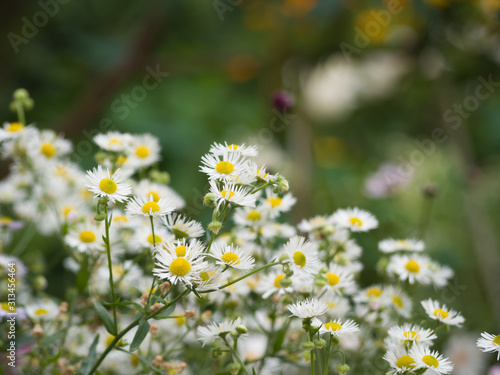 Chamomile small medicinal flowers in the daisy family on blured background. Macro view. Nature concept.