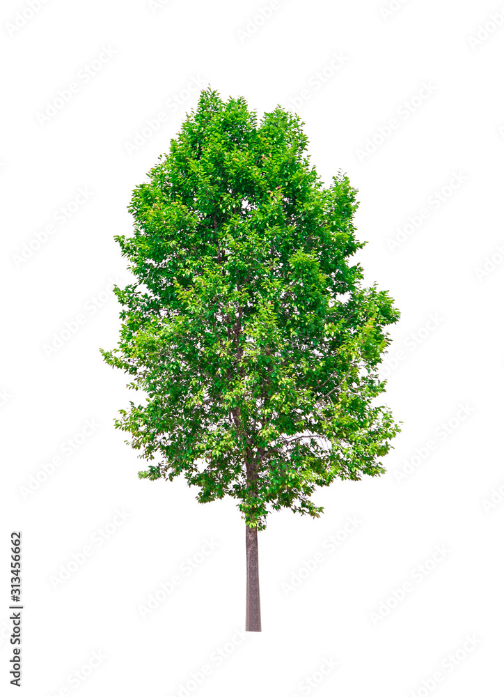 Fototapeta premium Tree isolated on white background