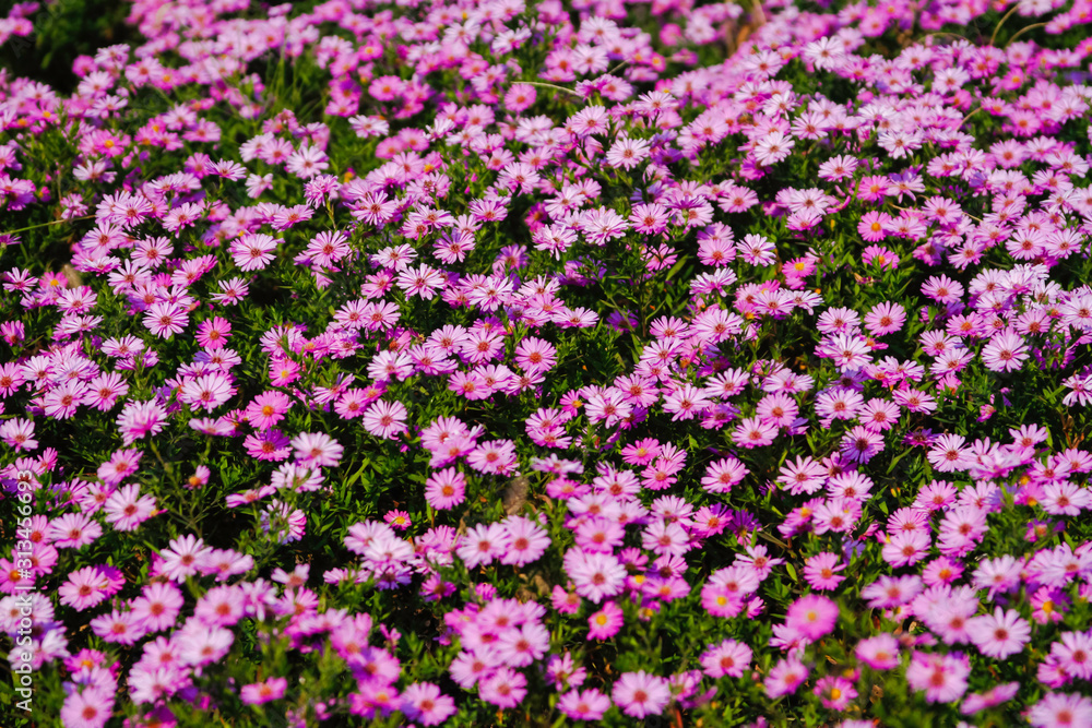 Pink flowers in the garden background