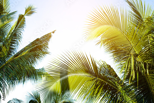Fototapeta Naklejka Na Ścianę i Meble -  tropical palm leaf background, coconut palm trees perspective view