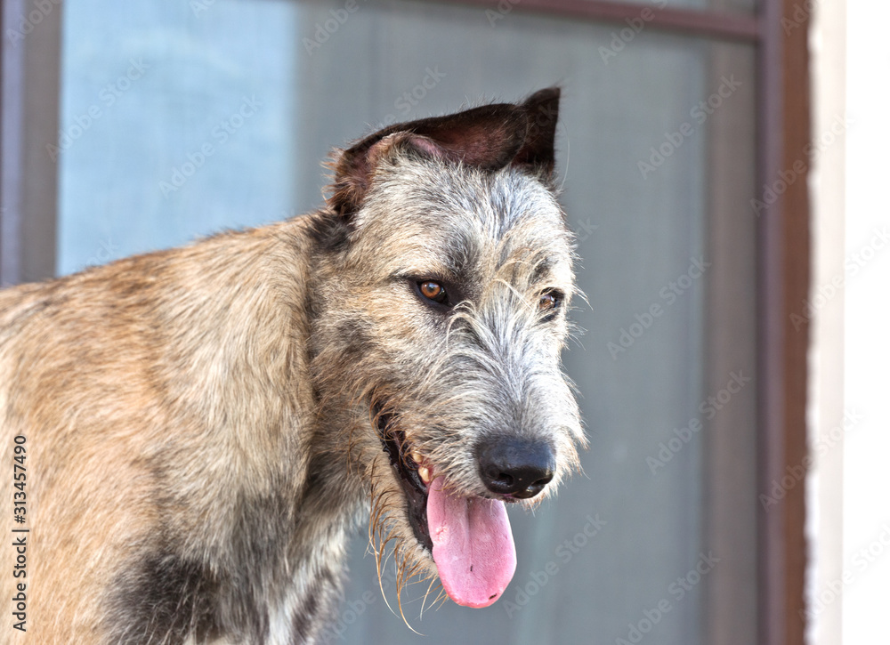 Dog breed irish wolfhound smiling portrait on window background Dog breed irish wolfhound smiling portrait on window background