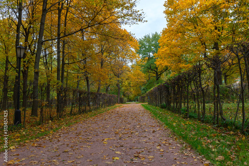 The alley is surrounded by autumn trees. Golden autumn is in the old Park. Kuskovo  Moscow  Russia.