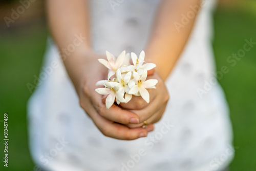 Millingtonia hortensis or Tree jasmine or Indian cork tree flower in asian women's hand.