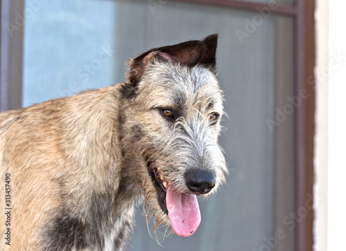 Dog breed irish wolfhound smiling portrait on window background