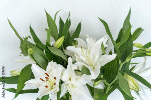 Beautiful blooming lily at white wall
