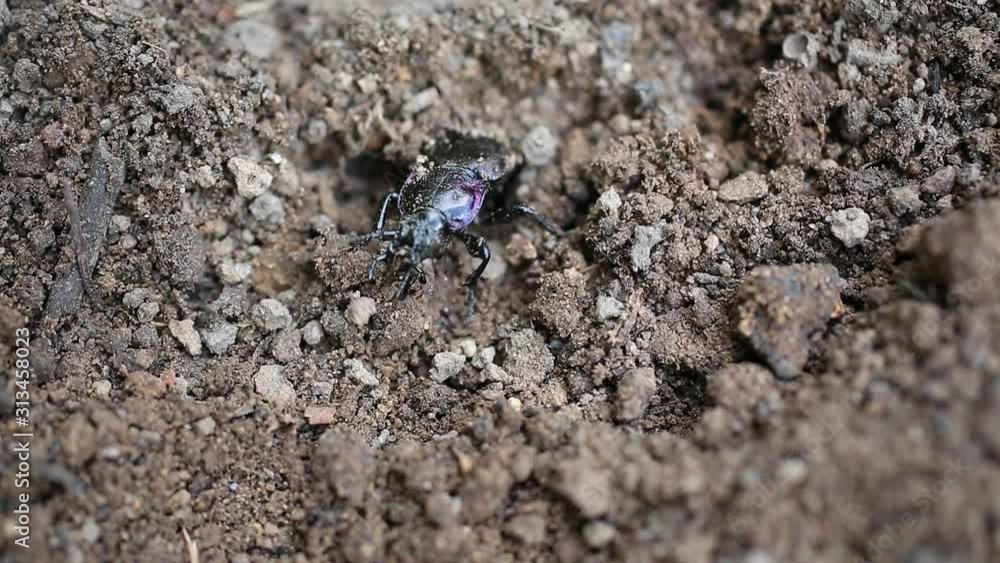 Ground Beetle (Carabus hortensis) digs itself out from under the ground Ground Beetle (Carabus hortensis) digs itself out from under the ground
