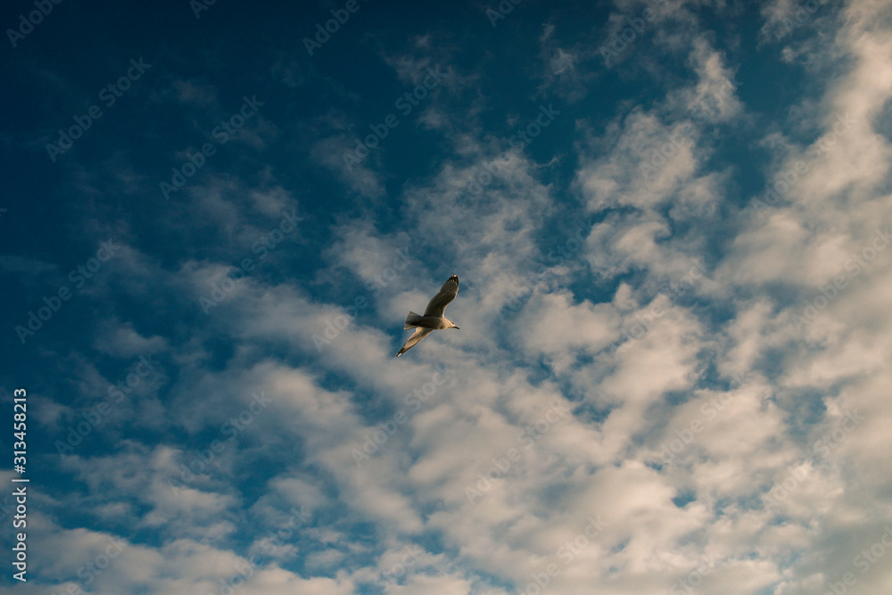 Seagull Flying Seagull Flying